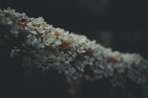 confectionery shallow focus photography of white flowers sweets
