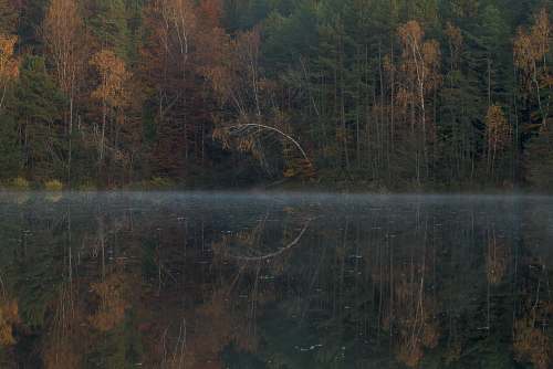 tree lake near tall trees forstsee