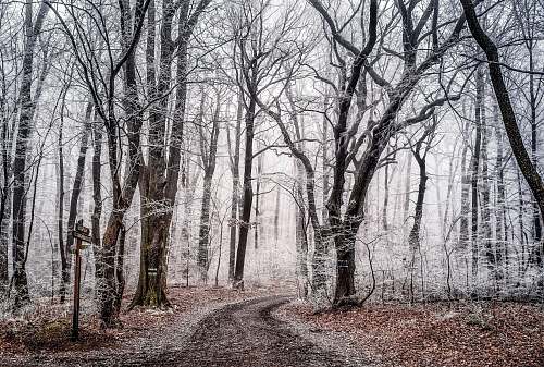 grey leafless trees path