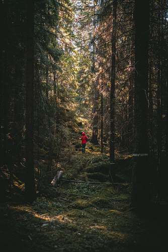 tree person standing in forest plant