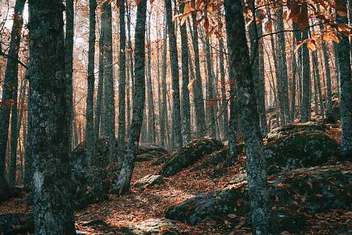 tree photo of forest during daytime el tiemblo