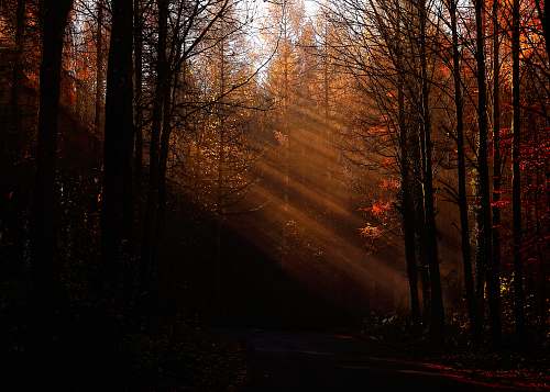 tree pine and bare trees lighted by sunlight nature