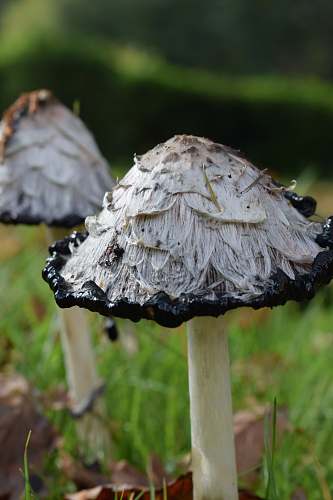 plant two white and black mushrooms amanita
