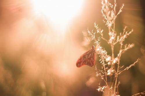 sunlight red butterfly on plant flora