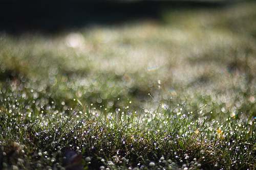 flora selective focus photography of green grass plant plant