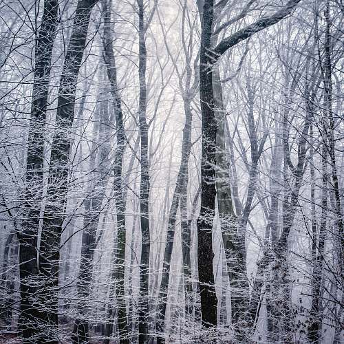 winter grayscale photography of trees frost