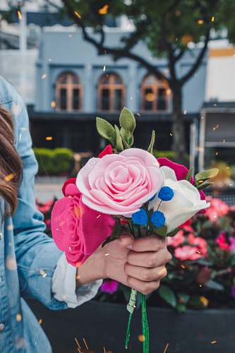 person woman holding pink and white petaled faux flower people