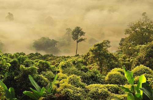 tree photo of green forest with fog forest