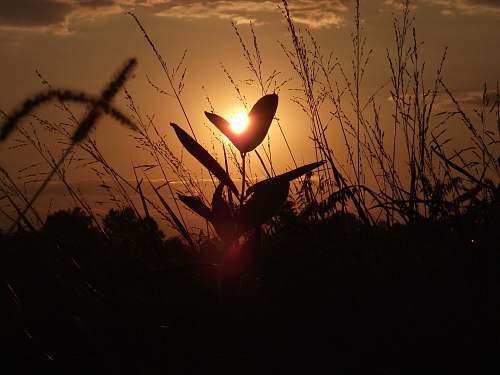 flare  grass