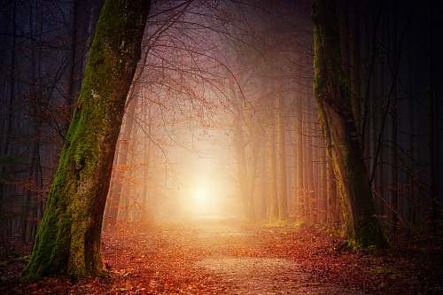 nature narrow pathway near tress forest