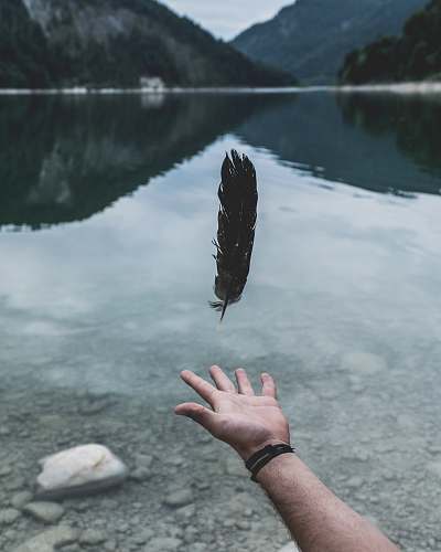 animal black feather falling on person's hand clam