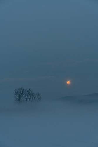 blue bare tree under orange sunset fog