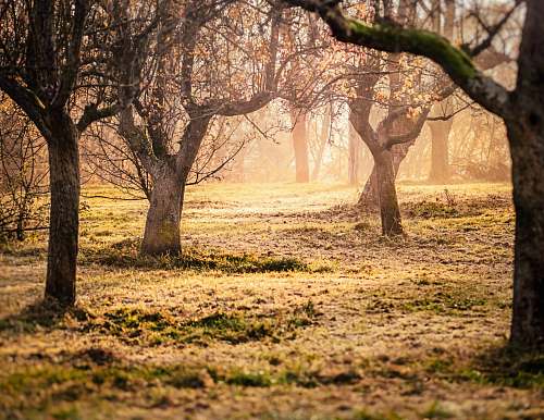 tree beige and brown trees during daytime orchard