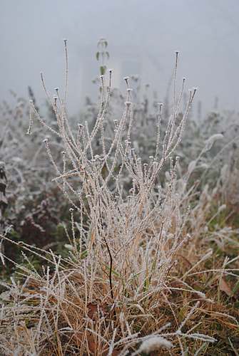 outdoors beige plants ice