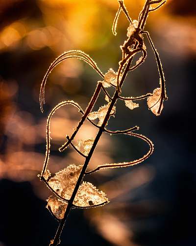ice bokeh photography of a brown plant stem outdoors