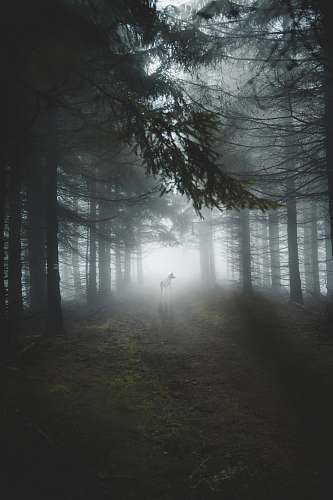 grey dogs in middle of tall trees during foggy weather weather