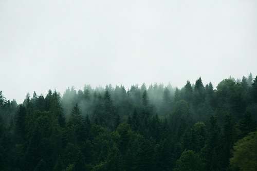 grey green trees under white sky during daytime tree