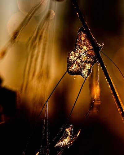 brown macro photography of web crystal