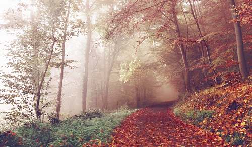 forest photo of muddy road in forest tree