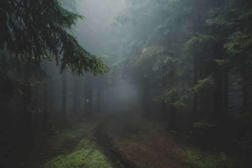 grey trees and pathway weather