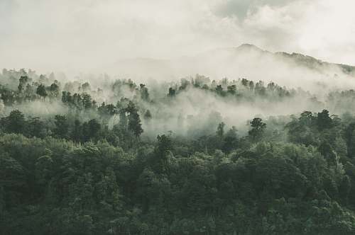 fog trees covered with fog weather