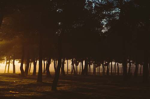 outdoors trees during sunset flare
