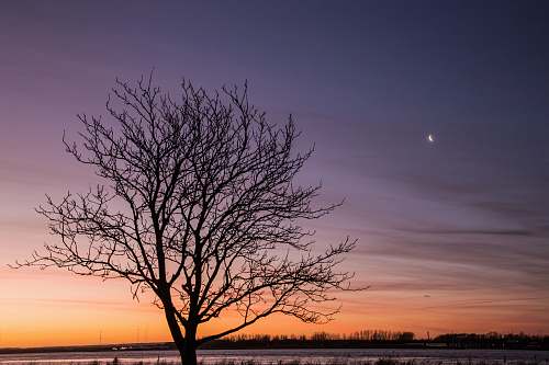 outdoors withered tree during sunset tree