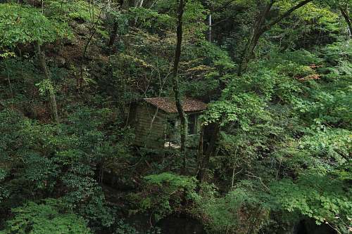 nature brown wooden house building