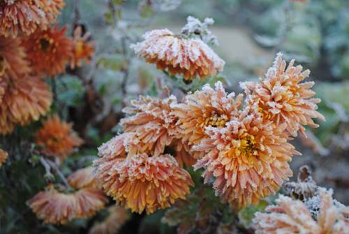nature orange-petaled flowers snow