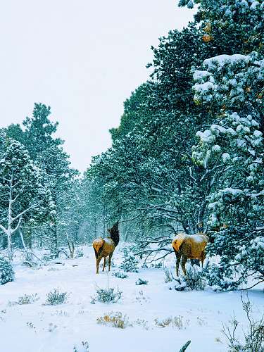 nature two deer beside trees covered with sno tree