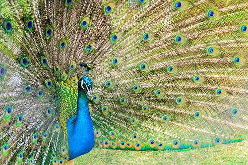 animal photo of peacock bird