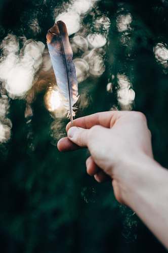 people person holding white and brown feather on left hand human