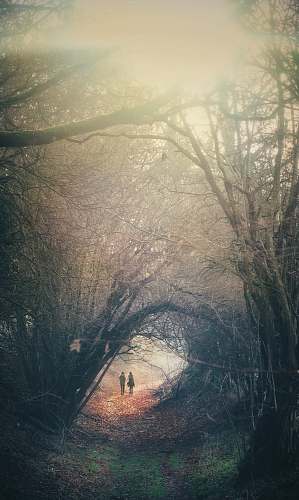 nature two person walking in between trees weather