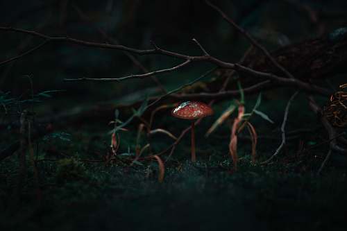 mushroom  agaric