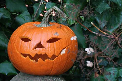 pumpkin  produce