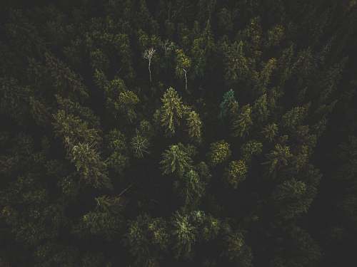 tree aerial photography of green trees abies