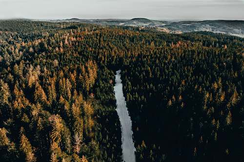 tree aerial view photography of lake between trees fir