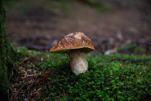 fungus brown mushroom mushroom