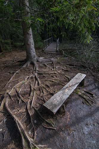 root empty brown wooden bench near tree flora