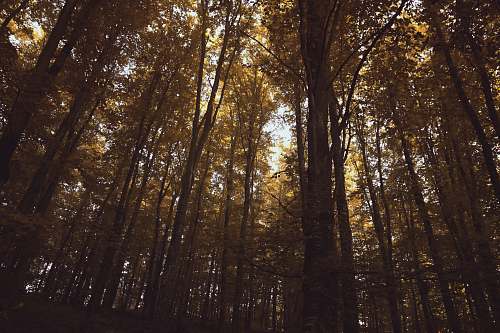 tree low angle photography of tall trees during daytime vegetation