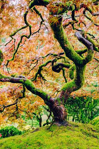 tree moss covered tree with pink leaves photo tree trunk