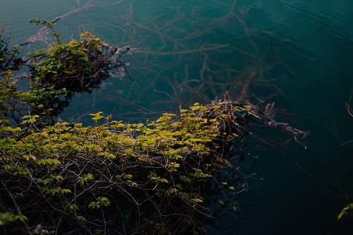 italy photo of green leafed tree on body of water algae