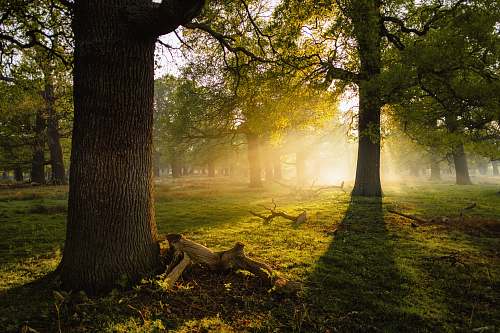 tree photo of trees sunlight