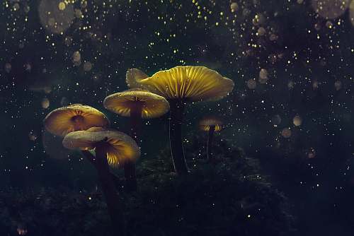 mushroom selective focus photography of brown mushrooms at night arhavi