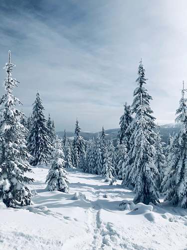 tree snow covered trees abies