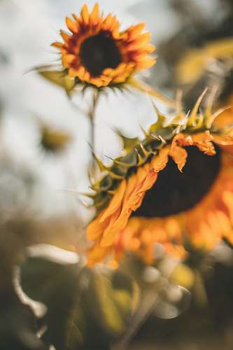 flower sunflower photography blossom