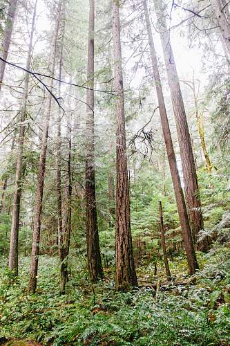 tree view of forest during daytime vegetation