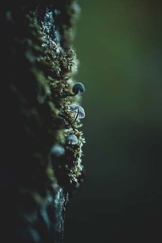 droplet white and black mushrooms grey