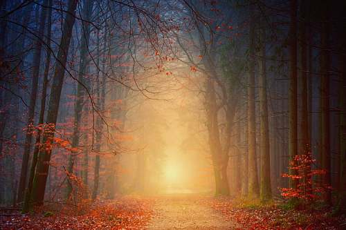 plant forest during golden hour time tree
