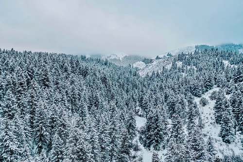 fir gray pine trees covered with snow during daytime plant